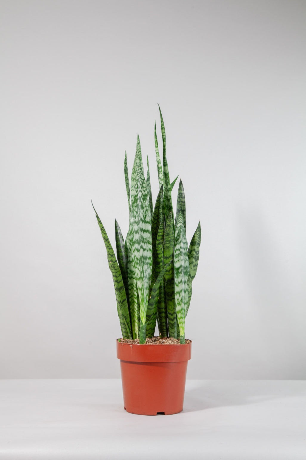 files/IndoorPlants-StudioShots13.11.2023-666.jpg